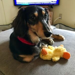 Meet your Posher, Elizabeth